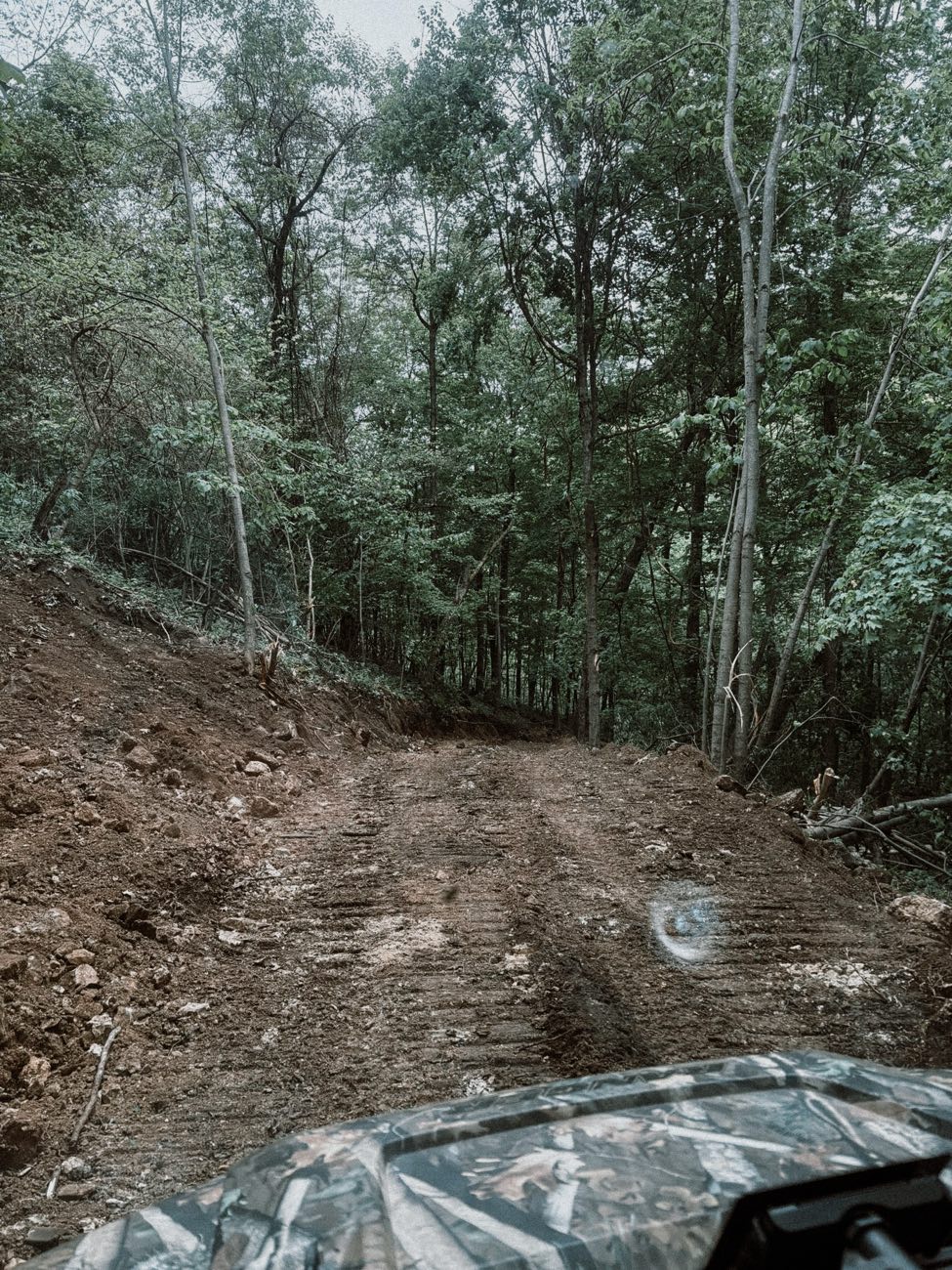 Freshly cut access trail through the timber
